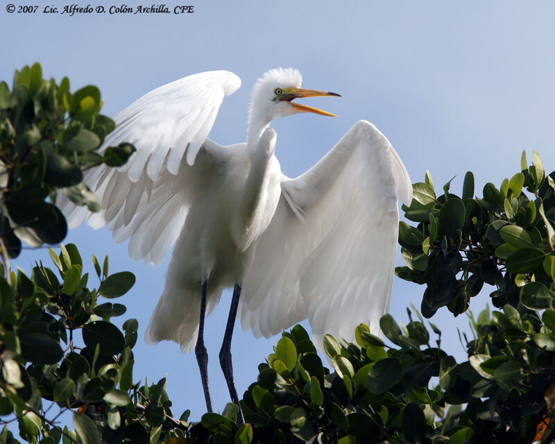 Great Egretjuvenile