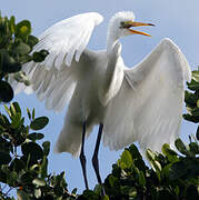 Grande Aigrette