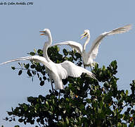 Great Egret