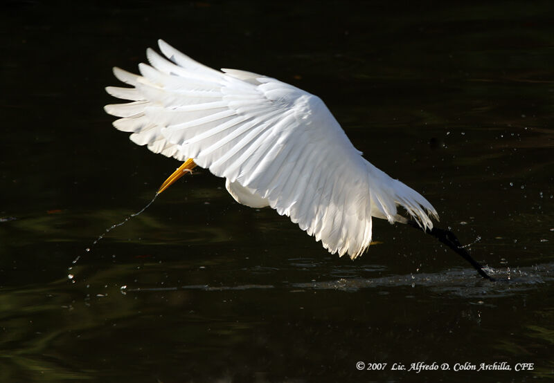 Grande Aigrette