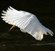 Grande Aigrette