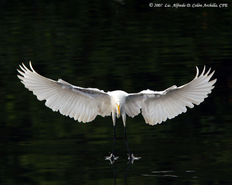 Grande Aigrette