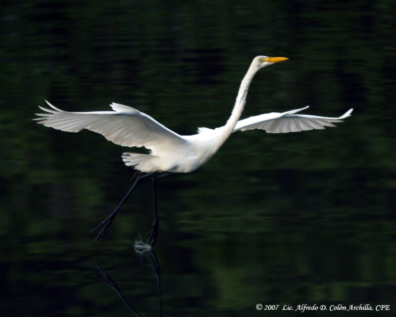 Grande Aigrette