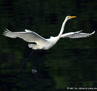 Grande Aigrette