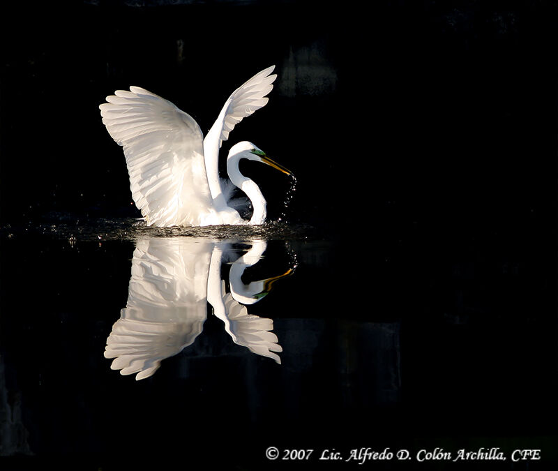 Grande Aigrette