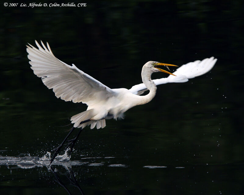 Great Egret