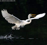 Great Egret