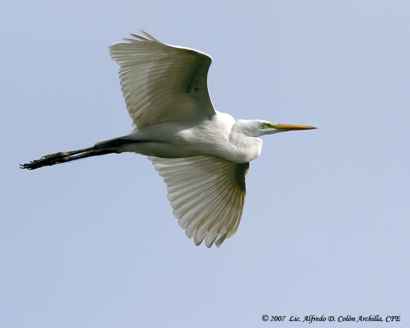 Grande Aigrette