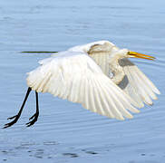 Grande Aigrette