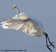 Grande Aigrette