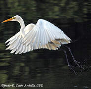 Grande Aigrette