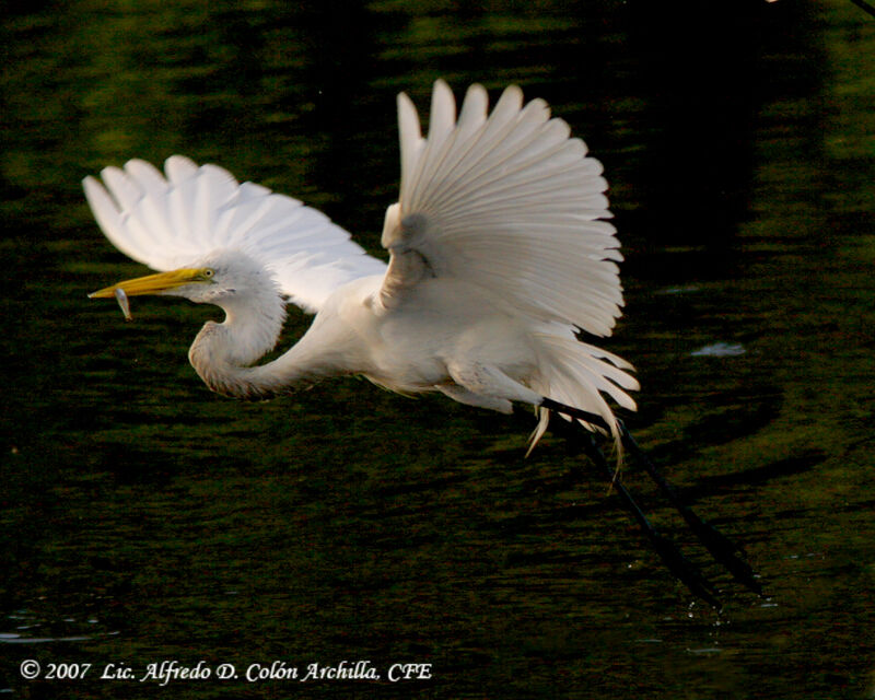 Great Egret