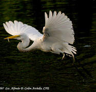 Great Egret