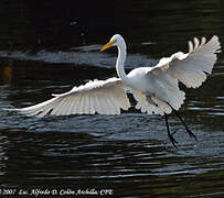 Grande Aigrette