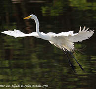 Grande Aigrette