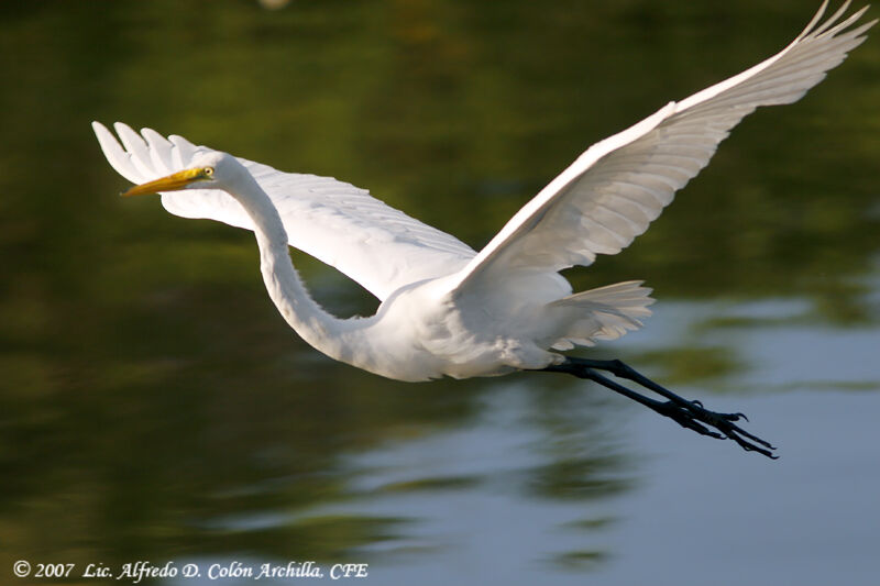 Grande Aigrette