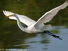 Grande Aigrette