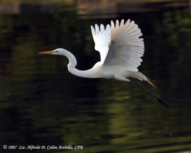 Great Egret