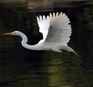 Grande Aigrette