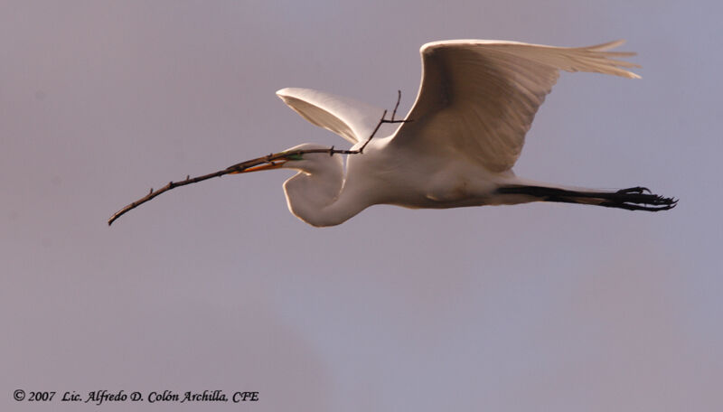 Grande Aigrette