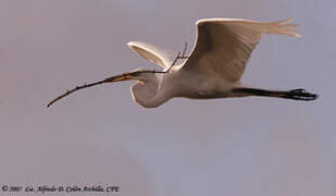 Grande Aigrette