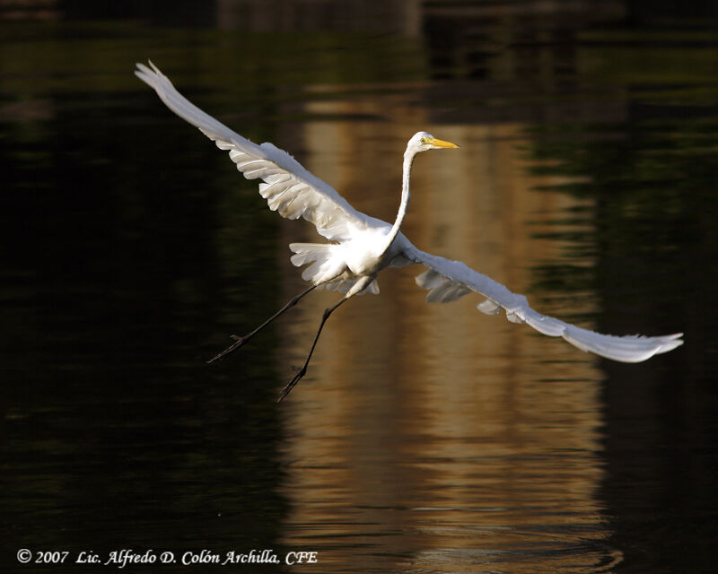 Great Egret