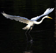 Grande Aigrette