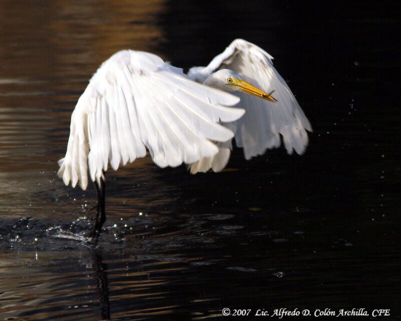 Great Egret