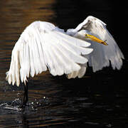 Grande Aigrette