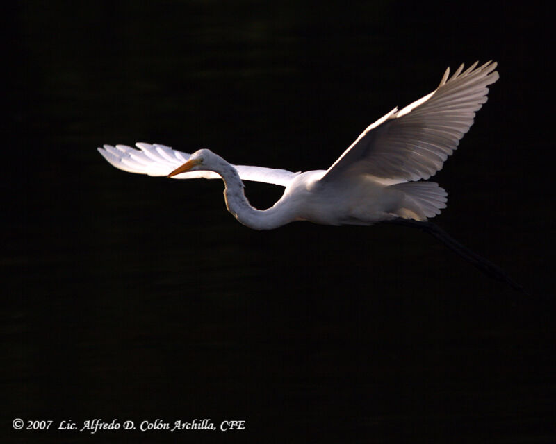 Grande Aigrette