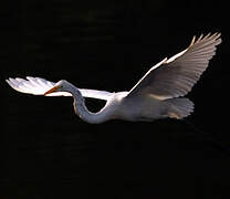 Great Egret