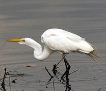 Grande Aigrette