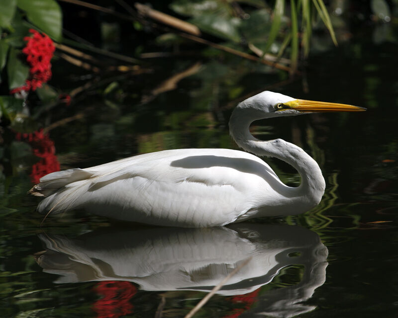 Great Egret