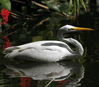 Grande Aigrette