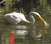 Grande Aigrette