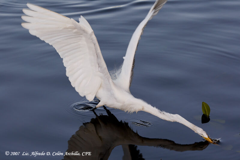 Grande Aigrette