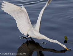 Grande Aigrette