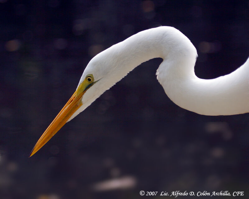 Great Egret