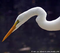 Grande Aigrette