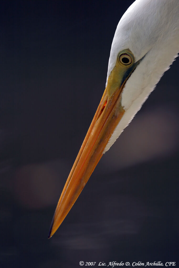 Great Egret