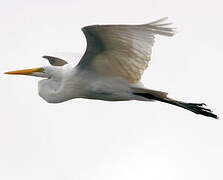 Grande Aigrette