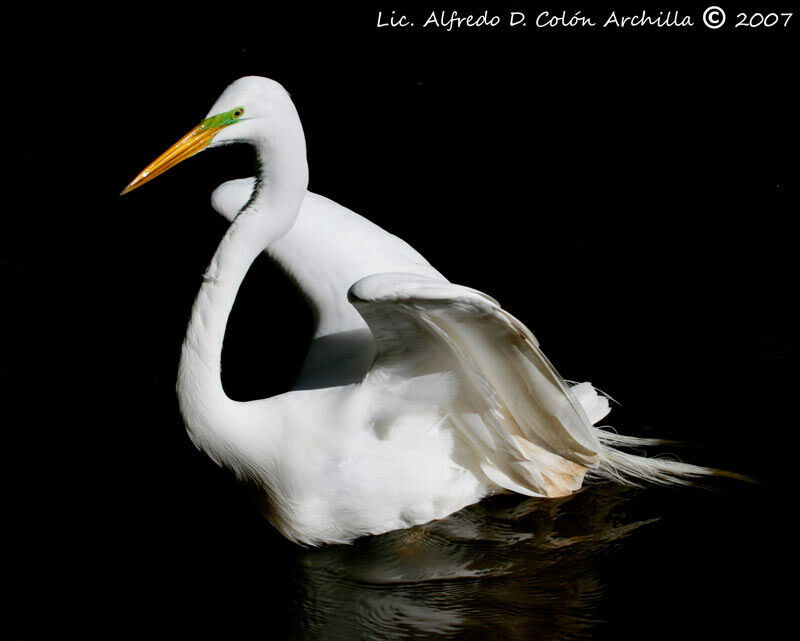 Grande Aigrette