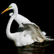 Great Egret