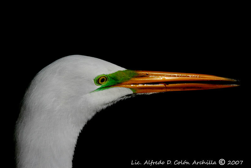 Grande Aigrette