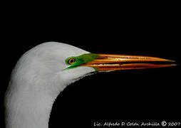 Grande Aigrette