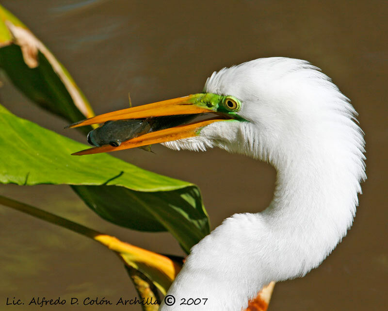 Great Egret