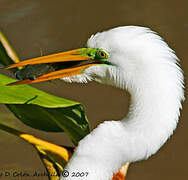 Grande Aigrette