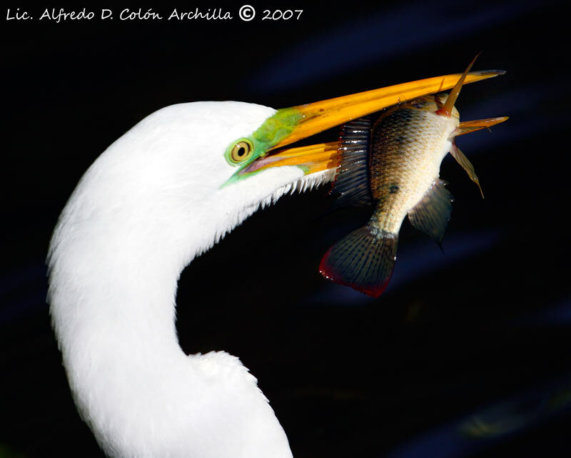 Grande Aigrette