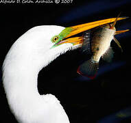 Great Egret