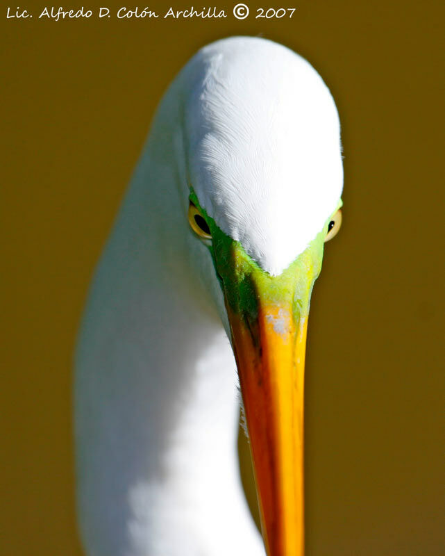 Great Egret